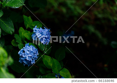 hydrangea   hydrangea   66188646