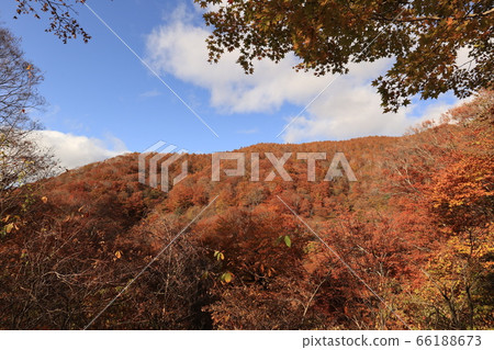 Autumn leaves of the day salt and leaves line Autumn leaves of the day salt and leaves line 66188673