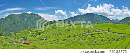 [Gifu's Machu Picchu Sky Tea Field] (High resolution version) Kasuga Rokugo, Ibigawa-cho, Ibi-gun, Gifu Prefecture 66188773