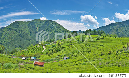 [Gifu's Machu Picchu Sky Tea Field] (High resolution version) Kasuga Rokugo, Ibigawa-cho, Ibi-gun, Gifu Prefecture 66188775