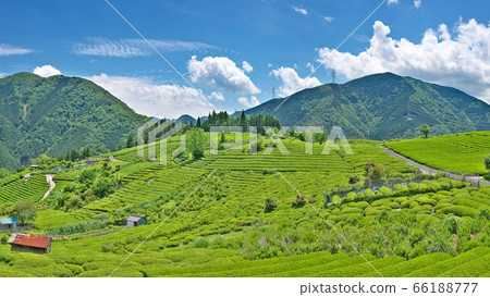 [岐阜縣馬丘比丘天空茶園]（高分辨率版）岐阜縣I美郡町美bi川町春日六鄉 66188777