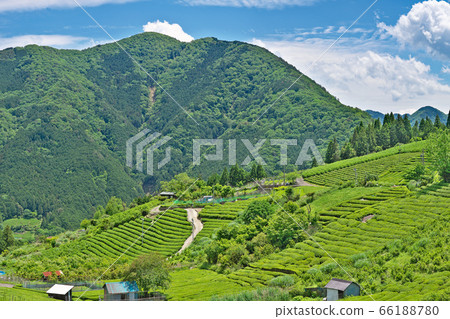 [Gifu's Machu Picchu Sky Tea Field] (High resolution version) Kasuga Rokugo, Ibigawa-cho, Ibi-gun, Gifu Prefecture 66188780