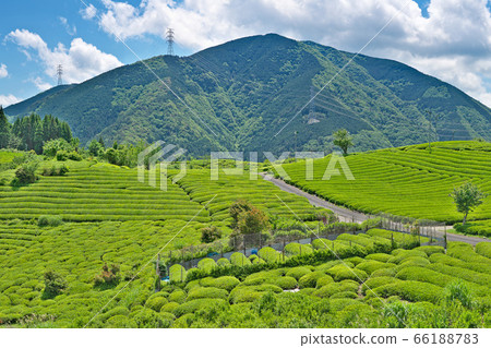 [岐阜縣馬丘比丘天空茶園]（高分辨率版）岐阜縣I美郡町美bi川町春日六鄉 66188783