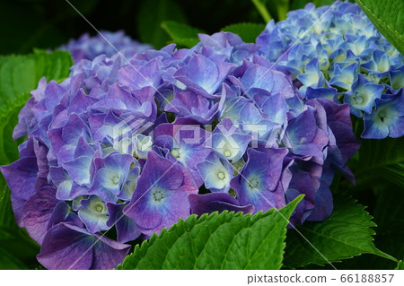 Hydrangea purple 02 Hydrangea purple 02 66188857