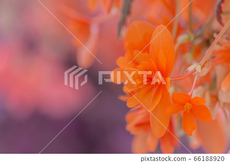 Begonia Begonia 66188920