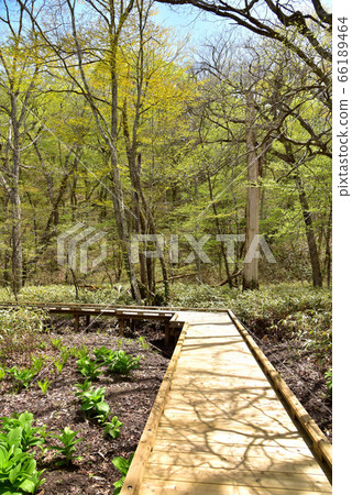 Onuma garden promenade scenery Onuma garden promenade scenery 66189464