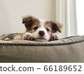 A puppy 66189652