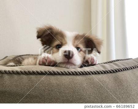 A puppy A puppy 66189652