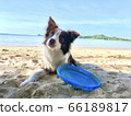 Dog 66189817