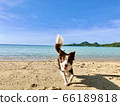 Dog 66189818