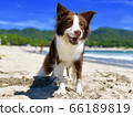Dog 66189819