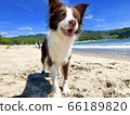 Dog 66189820