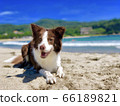 Dog and sea 66189821