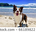 Dog and sea 66189822