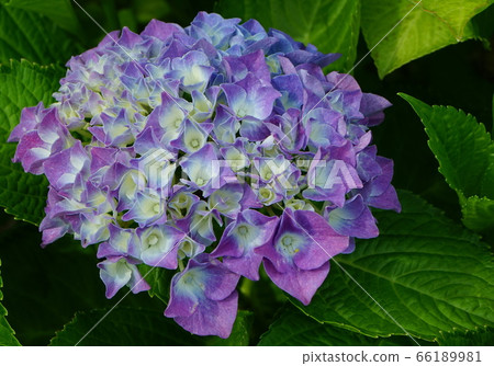 Hydrangea Magenta 04 Hydrangea Magenta 04 66189981