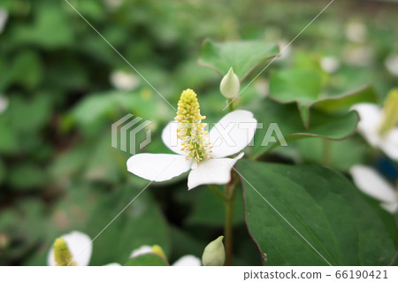 十二宮花 十二宮花 66190421