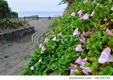 Coastal flowers Coastal flowers 66190744