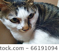 cat 66191094