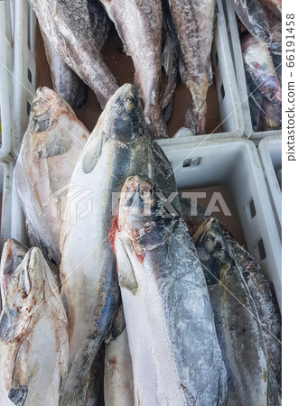 Frozen fish salmon in a plastic box on the open counter of a street fish market, vertical photo 66191458