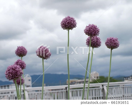 Rainy season sky and Allium gigantium 66191651