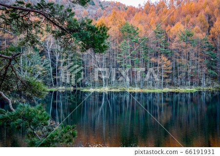 Autumn leaves Autumn leaves 66191931
