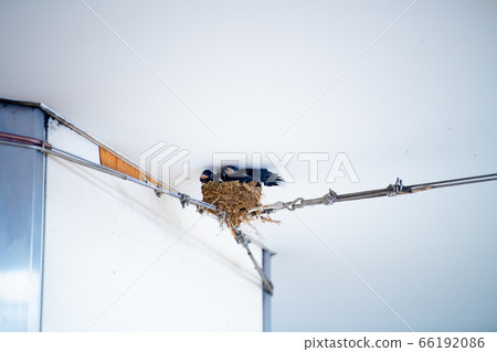 Yokohama cityscape of Japan: A swallow's nest in the free passage of Azamino Station. 66192086