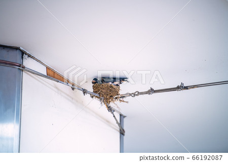 Yokohama cityscape of Japan: A swallow's nest in the free passage of Azamino Station. 66192087