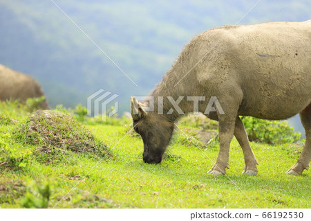 Buffalo on the grassland Buffalo on the grassland 66192530