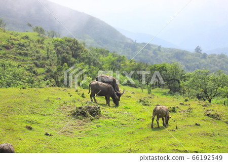 Buffalo on the grassland Buffalo on the grassland 66192549