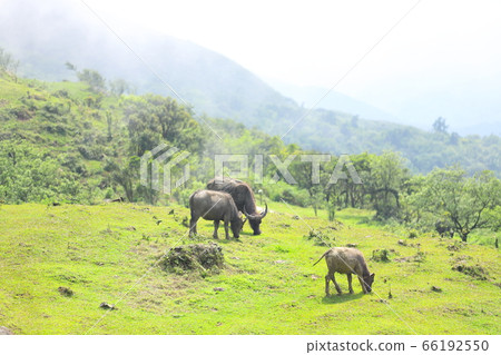 Buffalo on the grassland 66192550