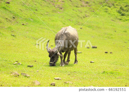 草原上的水牛 66192551