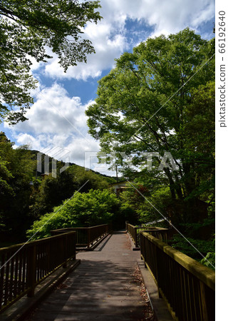 Oga gorge of fresh green 66192640