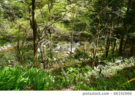 Oga gorge of fresh green 66192666