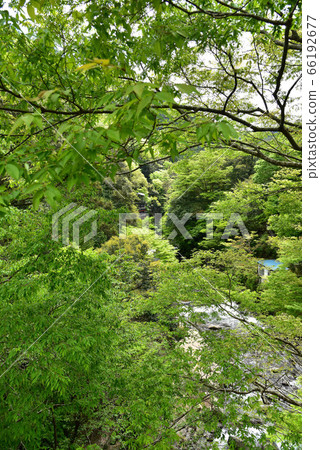 Oga gorge of fresh green 66192677