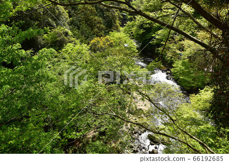 Oga gorge of fresh green 66192685