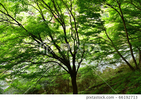 Oga gorge of fresh green Oga gorge of fresh green 66192713