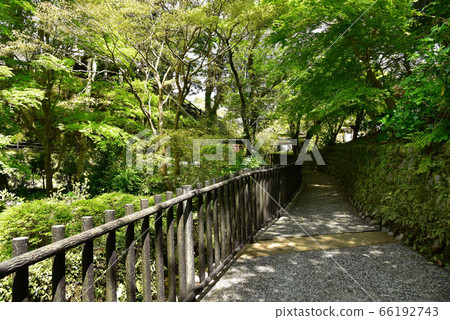 Oga gorge of fresh green 66192743