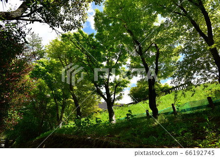 Oga gorge of fresh green 66192745