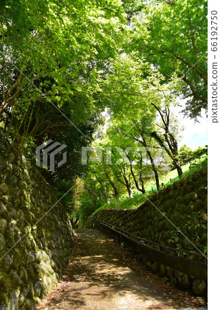 Oga gorge of fresh green 66192750