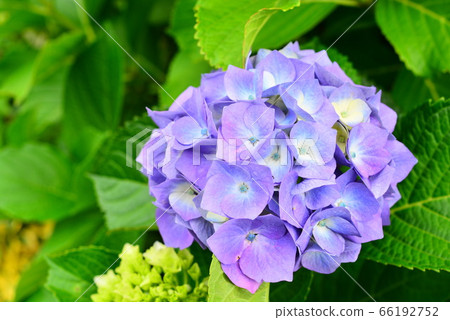 Rainy season Rainy season 66192752