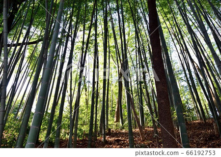  Bamboo grove 66192753