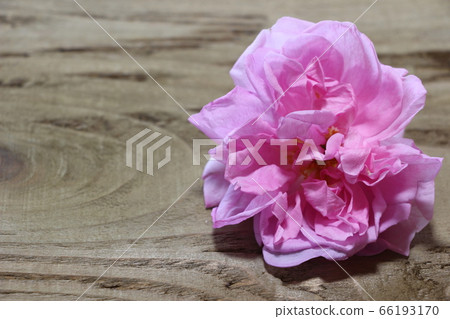 Damask rose 66193170