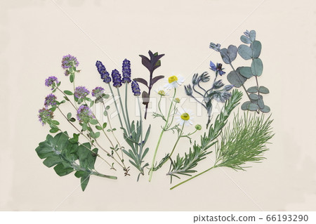 Pressed flower of herb Pressed flower of herb 66193290