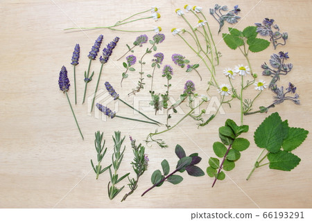 香草壓花 66193291