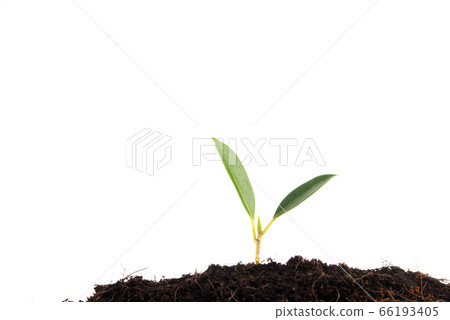 Green baby plant isolated on white background. - Stock Illustration