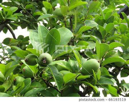 Karin fruit with stamens removed 66193519