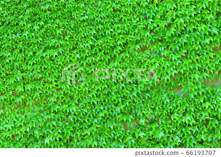 Ivy sticking to the wall 66193707