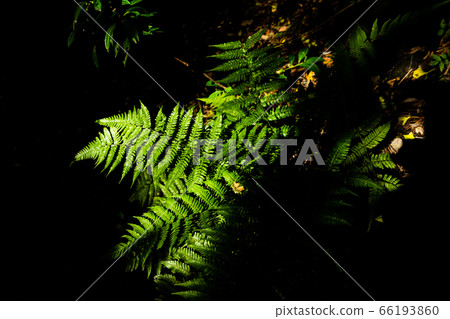Shadow and green Shadow and green 66193860