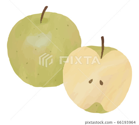 Pear pear fruit illustration watercolor material 66193964