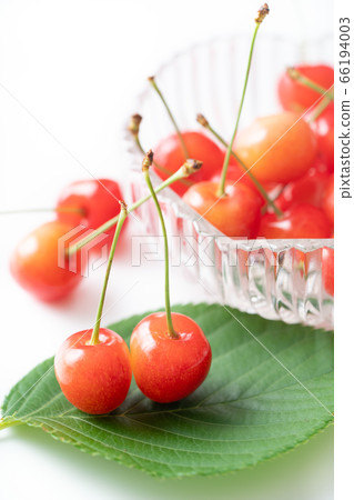 Cherry Sato Nishiki 66194003